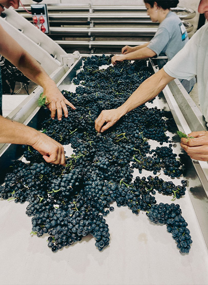 Bodega Castel Conegliano